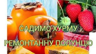 Садимо ремонтанну полуницю і Хурму "Корольок", "Божий Дар" і "Гора Говерла"