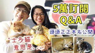 【移民台灣生活】5萬訂閱Q&A！士多貓的意思是？在台灣做甚麼工作？頻道會改說國語嗎？｜貓奴與寵物移民紀錄 #領養不棄養