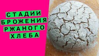 Стадии ‍брожения ржаного теста: как понять, что тесто на закваске расстоялось и готово к выпечке?