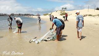 Pesca de Tarrafas, na Barra de Tramandaí, pescadores, tainhas e botos, em sintonia. Vídeo 1.