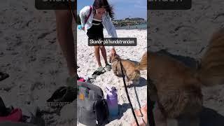 Hundstranden i Skanör