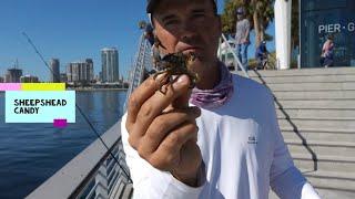 Fishing The New St Pete fishing pier