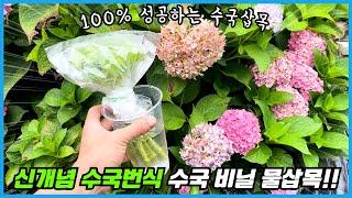 수국가지에 비닐을 씌우고 물에 담가두면 100% 뿌리가 나옵니다!! 수국삽목의 원리 이해!!