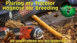 Pairing my Tricolor Hognose for Breeding