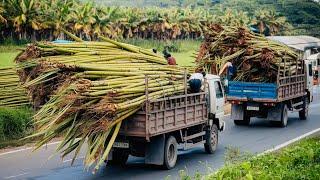 From Farm to Factory: The Journey of Sugarcane.