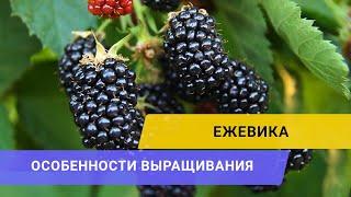 ВЫСОКОРЕНТАБЕЛЬНАЯ ЕЖЕВИКА: Михаил Павливский о достоинствах и проблемах выращивания ягоды.