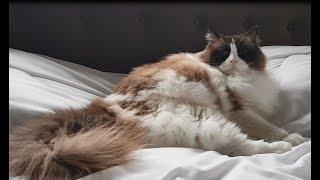 Timo the Cat refuse to leave the bed (vocal, talkative) funny video