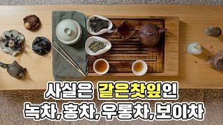 [1분] 사실은 모두 같은 찻잎인 녹차,홍차,우롱차,보이차