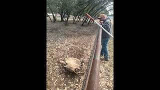 Man Jumps Over Fence to Help Flip Over Tortoise - 1533189