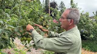 Apple Tree Pruning - Big Mistake Most Gardeners Make!