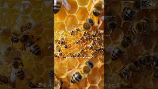 4k Honey bee Life |Honey Bee animation |#honeybee  #nature  #animation#music #3danimation