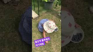 사전 교육없이 시작한 로희공주는 익지않은 연두색만 따버렸네요