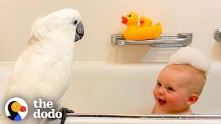 Cockatoo And Baby Boy Do Everything Together | The Dodo Soulmates