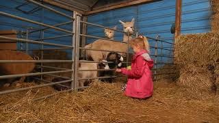 Christmas Alpacas at Lucky Tails Warwickshire Family day out