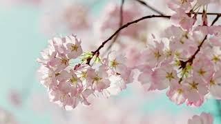 VALS DE PRIMAVERA
