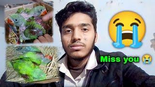 Miss you  मेरा दोनो Parrot baby अब नहीं रहा | आज मेरे साथ क्या हुआ!