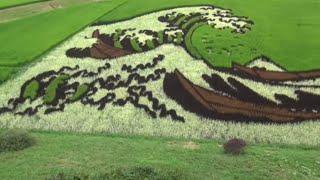 Rice Field Art (奥州市田んぼアート), Oshu for You Ep. 6