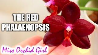 Phalaenopsis Sogo Grape the red Orchid! + more on novelty hybrids