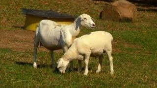 Raising White Dorper Sheep | Farm Raised Classics With P. Allen Smith