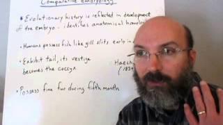 Evidence for evolution   anatomy & homologies