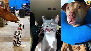 Funny ANIMALS videos  Funniest CATS and DOGS 2024