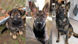 Watch My Sable German Shepherd Puppy Grow Up