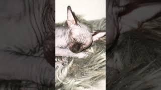Cat sphynx Areyou sleeping