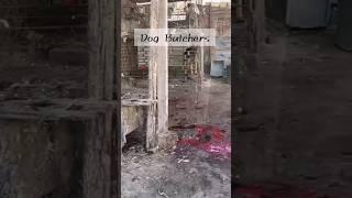 Dog meat trade rescue