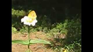 White Zinnia, #4, with Butterfly