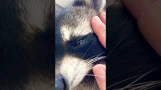 Милый енотик #енотполоскун #raccoon #енот