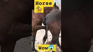 horse crossing #breeding #youtube #crossing #horse