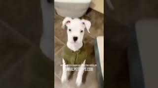 Best Pet Videos  Funny Cats & Dogs  PART 25