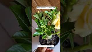 Rare Imported Yellow Adenium Plant Online Shopping 🪴 #adenium #plants #gardening #flowers