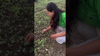 Vườn rau sạch của Mình châu organic Farm đã nảy mầm #rausạch #nongdanlamgiau