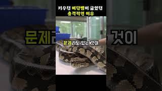 키우던 비단뱀이 굶었던 충격적인 이유[지식똥개]