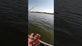 Жирний СУДАК на Неї, КРАЩА #shorts #судак #трофей