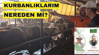 SIFIRDAN BAŞLAYA BESİCİ KURBAN YAPIYOR (Kocaeli'nde Besiciliğin Önemi)