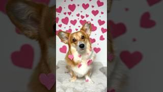 Will you be Maggie's valentine? #corgi #dog