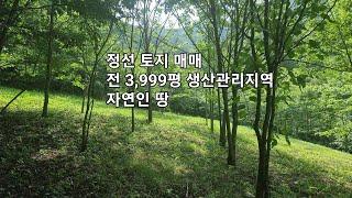 정선 토지매매, 전 3,999평. 생산관리지역. 귀농 귀촌 귀산촌. 자연인 땅.