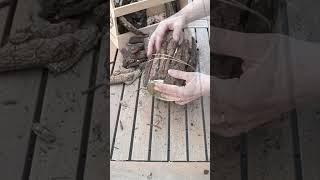 Frühlingsdeko mit Krokussen