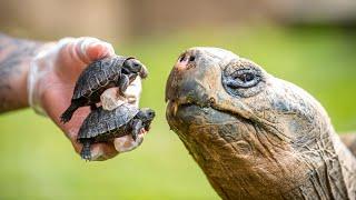 A new Dad aged 70  -  'Dirk' the Giant Galapagos tortoise fathers two babies