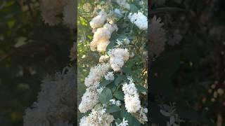 06.06. Что произойдет в Новолуние? #shortvideo #sorts #саморазвитие #душа