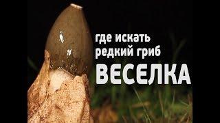 редкий гриб ВЕСЕЛКА - поиск под Москвой! www.grib.tv