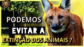 Podemos EVITAR a Extinção dos animais ? (Saiba AGORA)