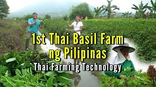 1st Thai Basil Farm ng Pilipinas - Thai Farming Technology