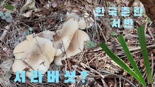 #한국춘란#서리버섯?#서반인가?#난초랑