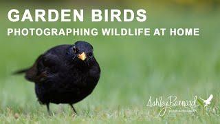 Garden Birds - Simple wildlife photography