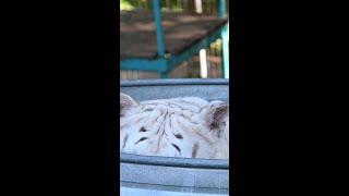 Robbie the White Tiger in his pool!