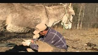 Jack the problem donkey.....NOT.wmv