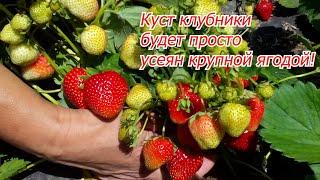 Бор для клубники- секрет массового плодоношения крупной ягоды!